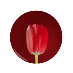 Ligne Blanche アートプレート Tulipe rouge