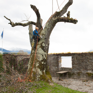 Villa Le Lac 桐の木：ル・コルビュジエのルーツから記念すべきプロジェクト
